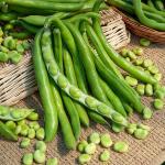 Légumes Secs - Fève de Séville à Longue Cosse - 20 m - face recto